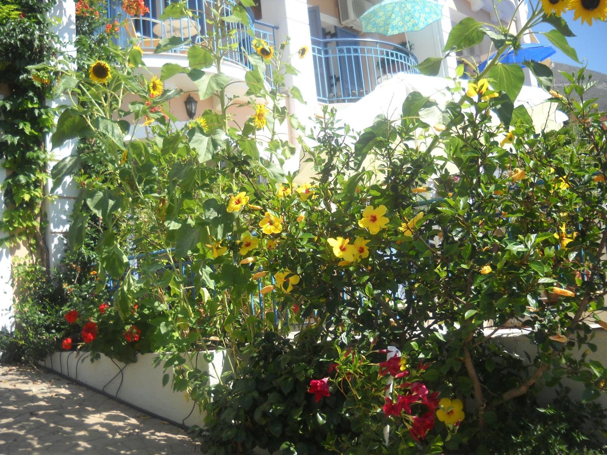 Olive Bay Hotel Agia Efimia Exterior photo